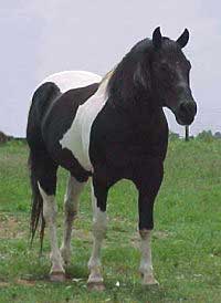 a paint horse